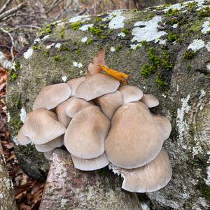 Porcelain Fungus