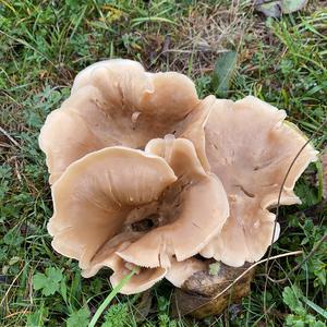 Unknown Species