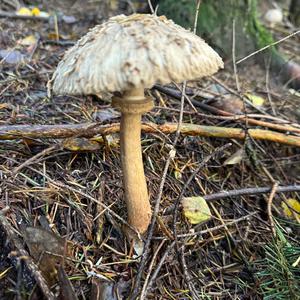 Shaggy Parasol