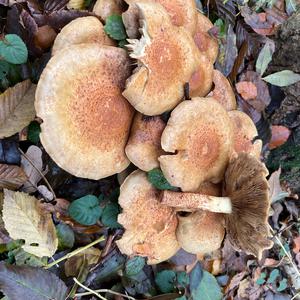 Unknown Species