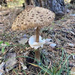 Unknown Species