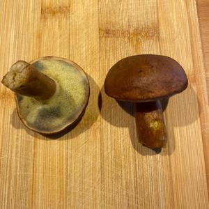 Bay Bolete