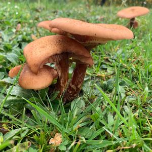 Unknown Species