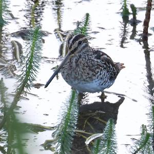 Common Snipe