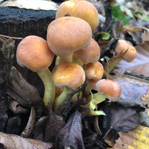 Unknown Species
