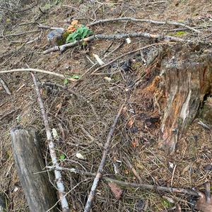 Stinkhorn, Common