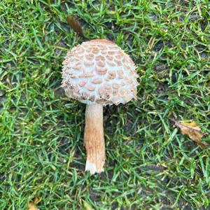 Unknown Species