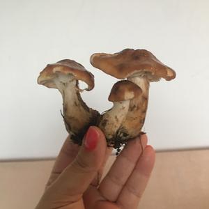 Unknown Species