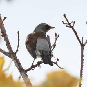 Fieldfare