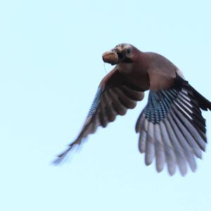 Eurasian Jay