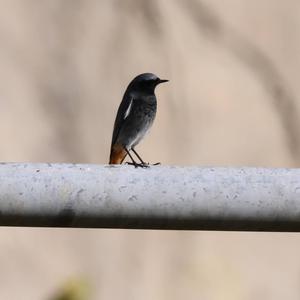 Black Redstart