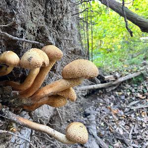 Unknown Species