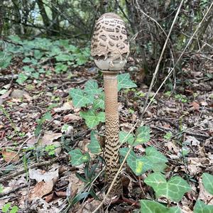 Unknown Species