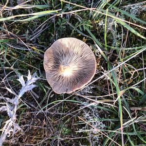 Unknown Species