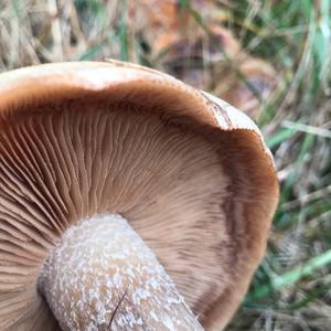 Poison Paxillus