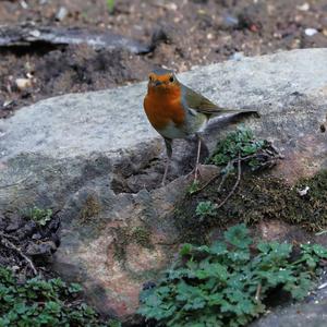 European Robin