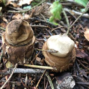 Collared Earthstar