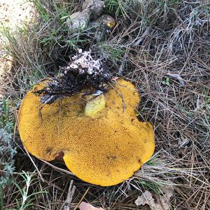 Unknown Species