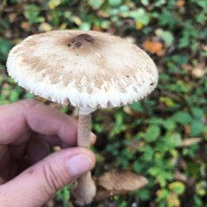 Unknown Species