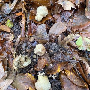 Unknown Species
