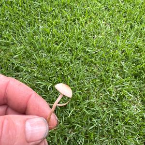 Unknown Species