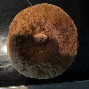 Unknown Species