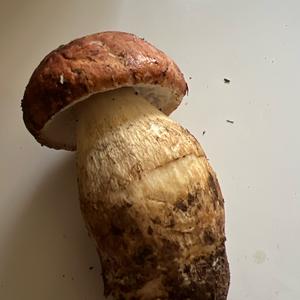 Unknown Species