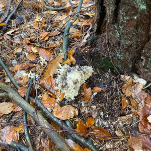 Eastern Cauliflower Mushroom