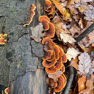 Turkey-tail