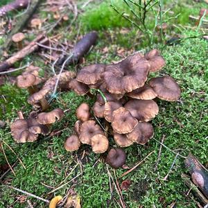 Trumpet Chanterelle