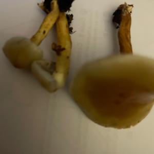 Unknown Species