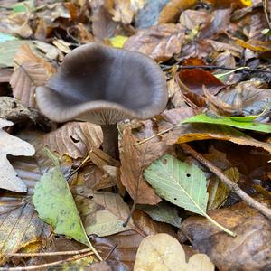 Unknown Species