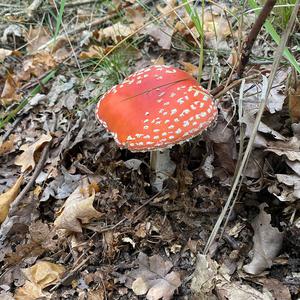 Unknown Species
