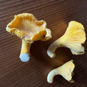 Chanterelle, Common