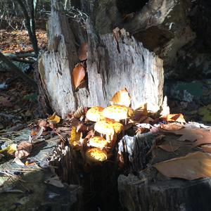 Golden Pholiota