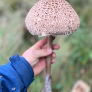 Parasol Mushroom