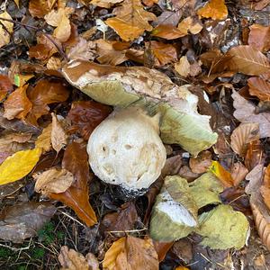 King Bolete