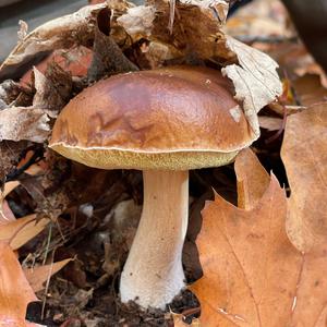 King Bolete