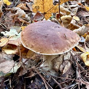 King Bolete