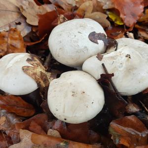 Cloudy Clitocybe