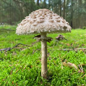 Shaggy Parasol