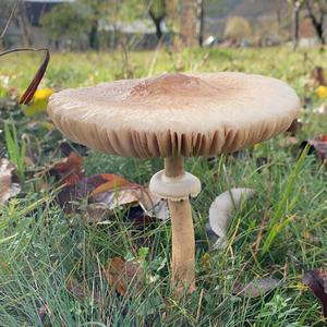 Unknown Species