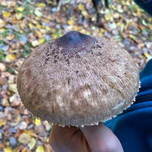 Unknown Species