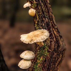 Unknown Species