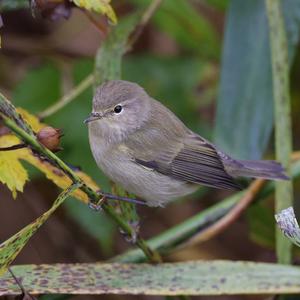 Common Chiffchaff