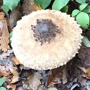 Unknown Species