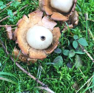 Collared Earthstar