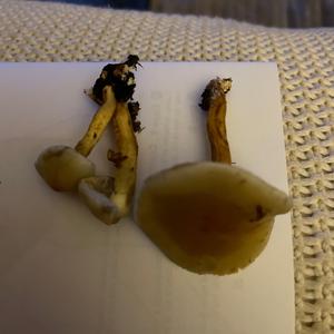 Unknown Species