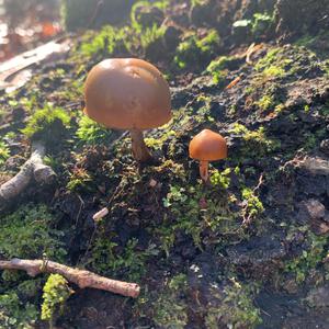Unknown Species