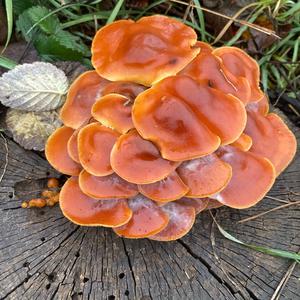 Unknown Species